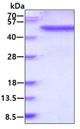 SDS-PAGE FGG-01H.jpg